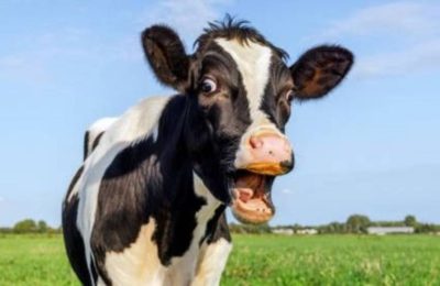 ARGENTINE COWS: FAR FROM SACRED